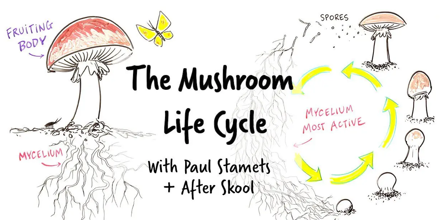 super shrooms for kids