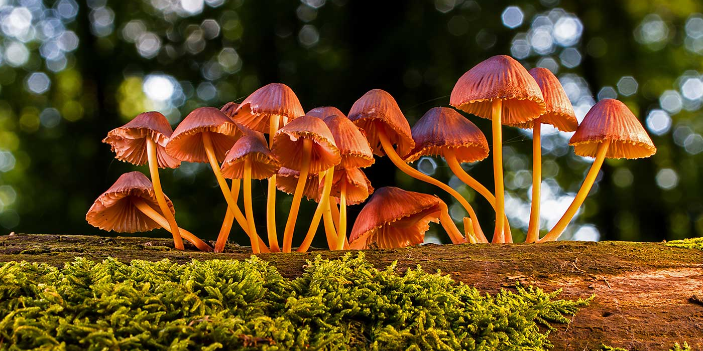 shroom gummies for kids