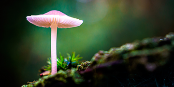 super shrooms for kids